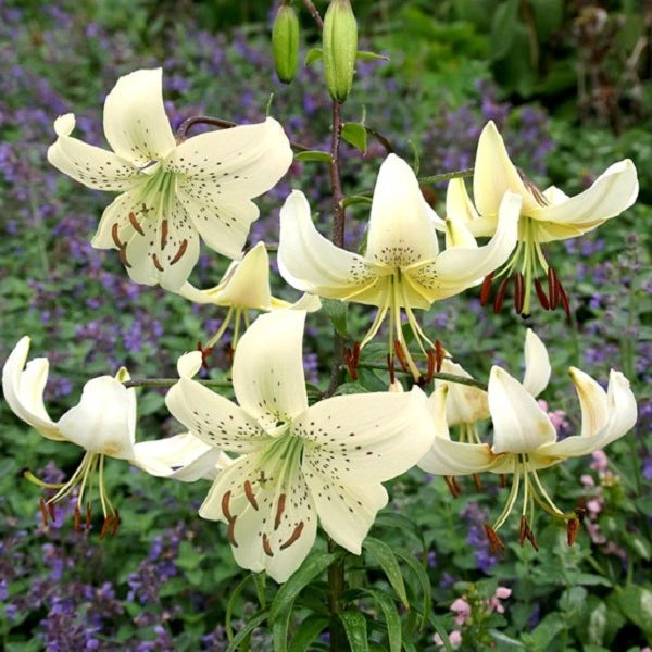 White Twinkle - Tiger Lily (2/bag)