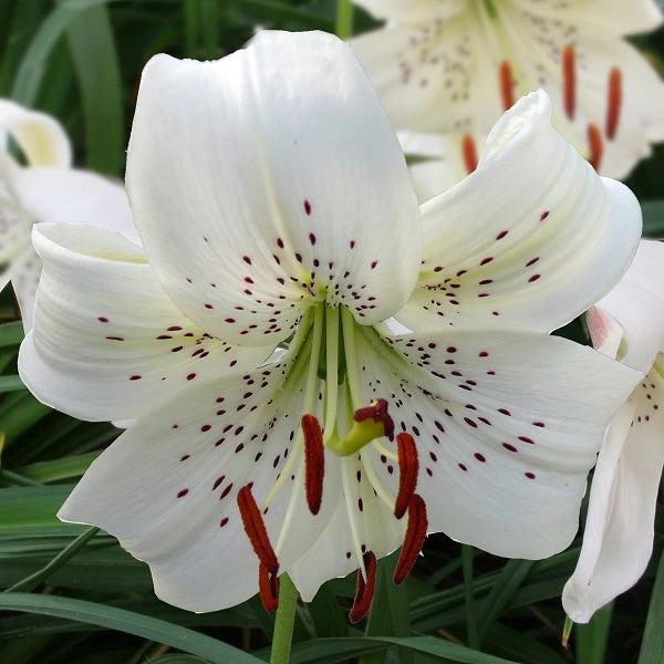 White Twinkle - Tiger Lily (2/bag)