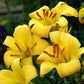 Yellow Planet - Trumpet Lily (2/bag)