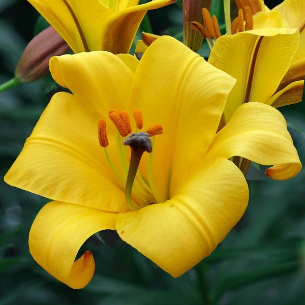 Yellow Planet - Trumpet Lily (2/bag)