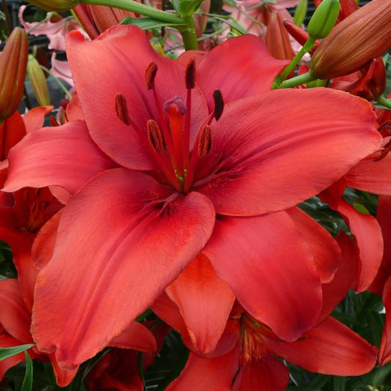 asiatic lily red Rapid Red Asiatic Lily – Wild & Son