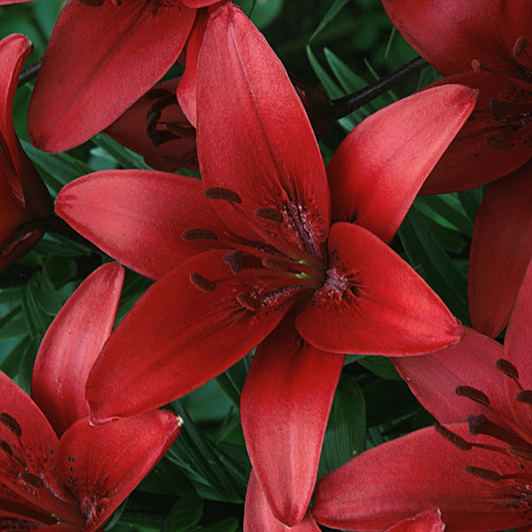 Rapid Red Asiatic Lily