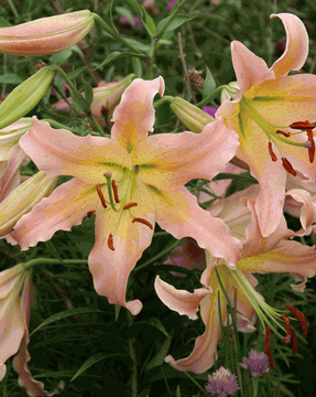 Trumpet Lily Collection