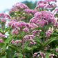 Little Joe Joe Pye Weed