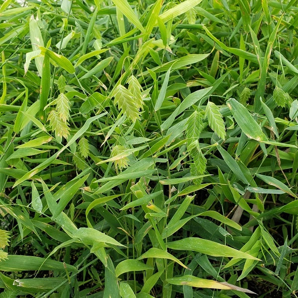 Little Tickler Sea Oats Grass