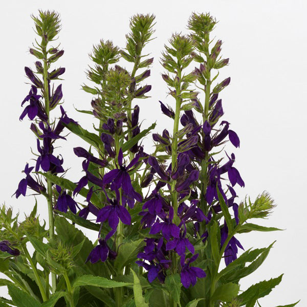 Starship Blue Cardinal Flower