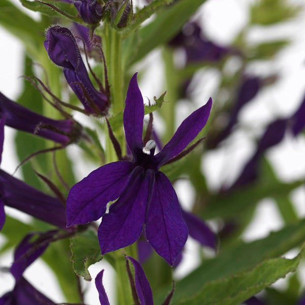 Starship Blue Cardinal Flower