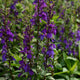 Starship Blue Cardinal Flower