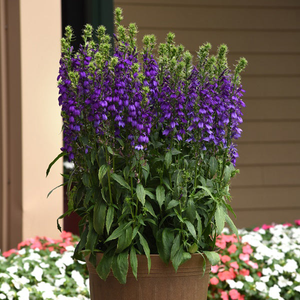 Starship Blue Cardinal Flower