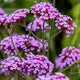 Lollipop Tall Verbena