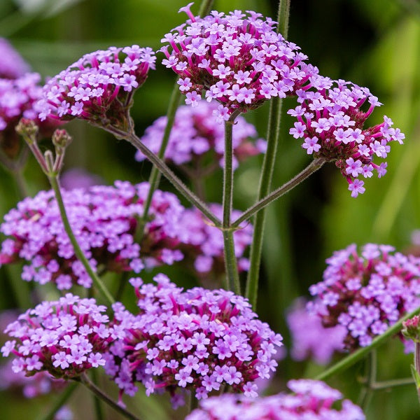 Lollipop Tall Verbena