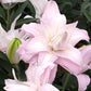 Lotus Queen Double Oriental Lily (2/bag)