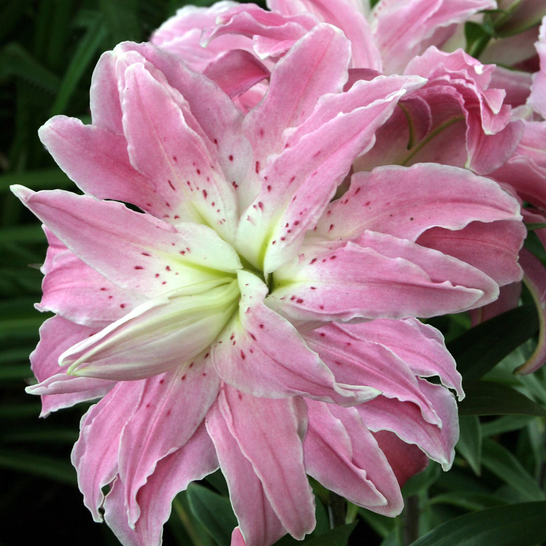 Lotus Elegance Oriental Lily