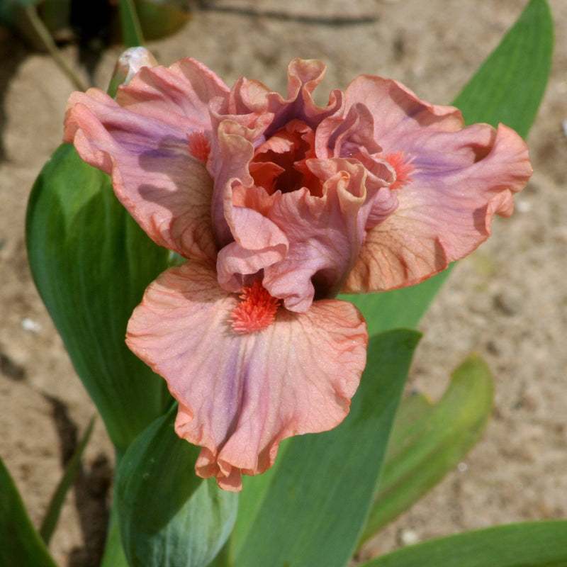 Dwarf Iris Collection