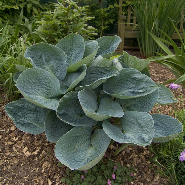 Love Pat - Medium Hosta