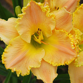 Lullaby Dreams Daylily