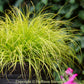 Lumen Gold Fountain Grass