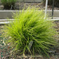 Lumen Gold Fountain Grass