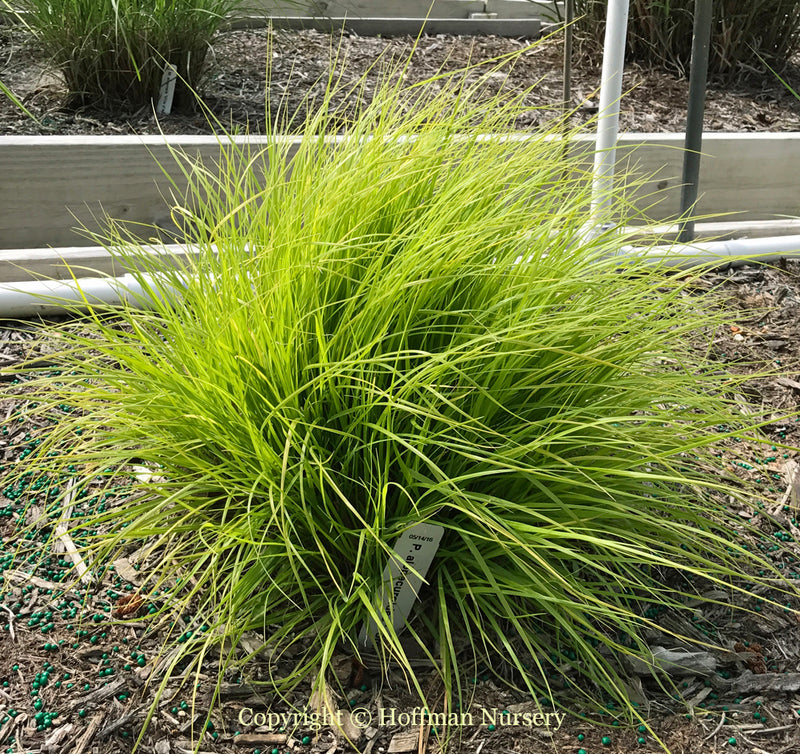 Lumen Gold Fountain Grass