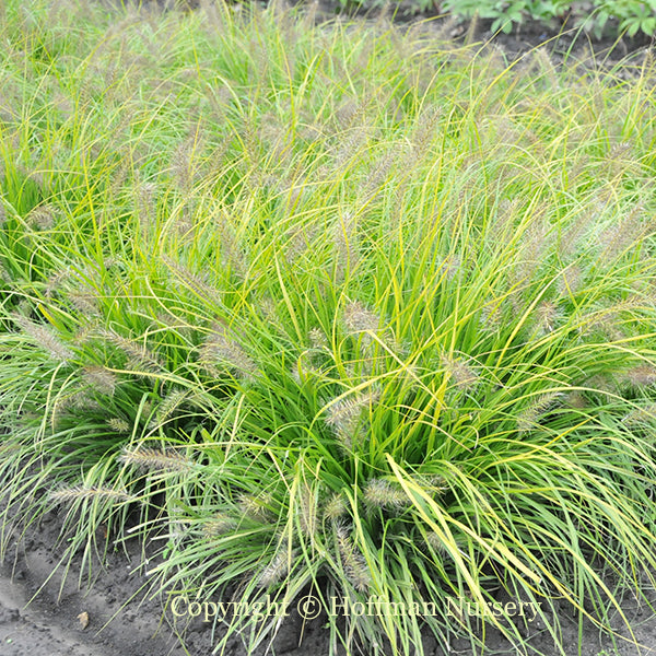 Lumen Gold Fountain Grass