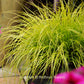 Lumen Gold Fountain Grass