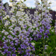 Lunar Eclipse False Indigo