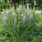 Lunar Eclipse False Indigo