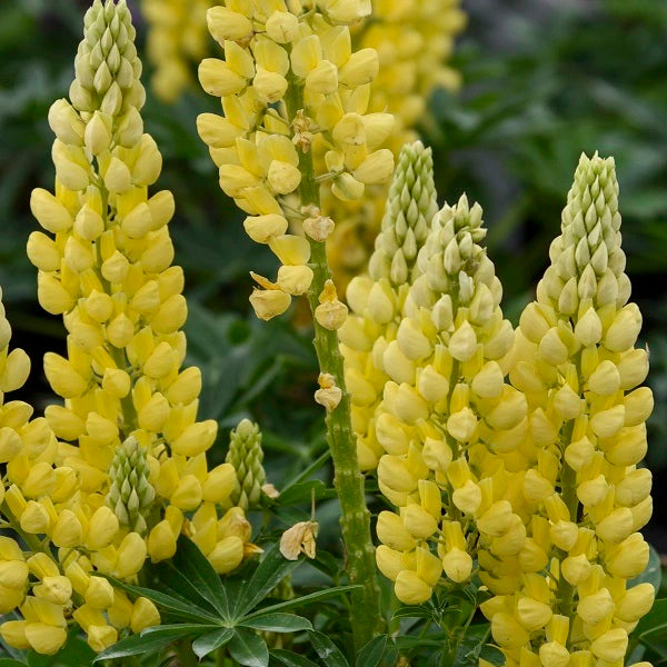 Chandelier Lupine