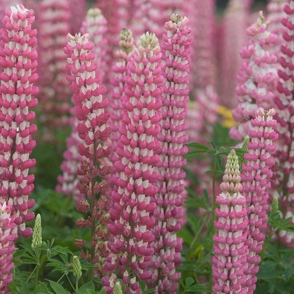 The Chatelaine Lupine