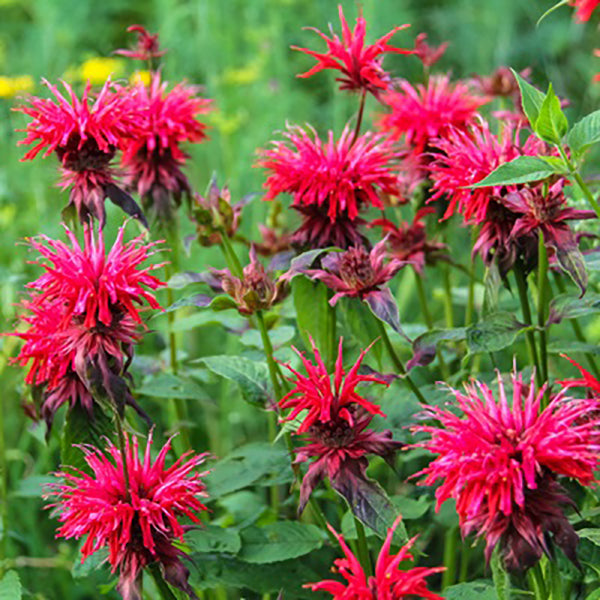 Fireball Beebalm