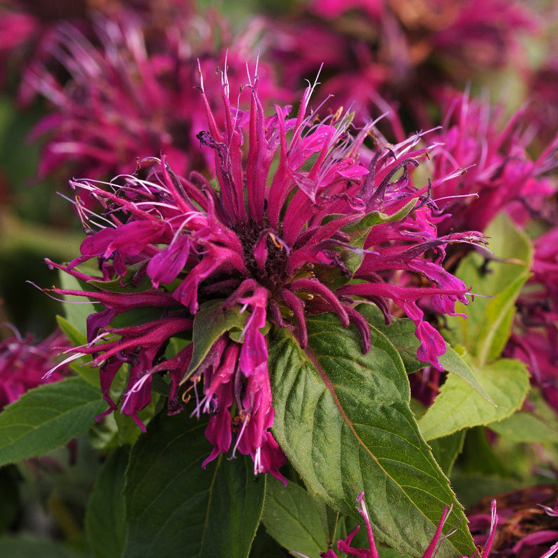 Balmy™ Purple Beebalm