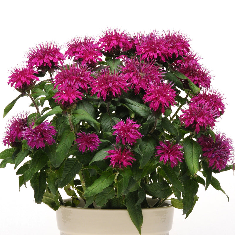 Balmy™ Purple Beebalm
