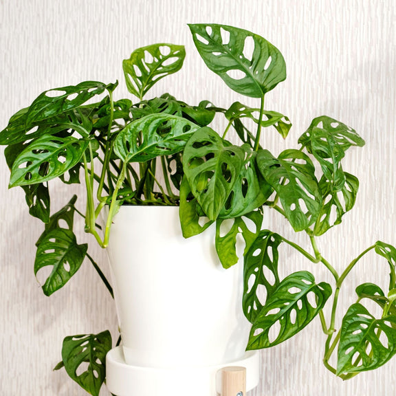 monstera wild Adansonii Monstera