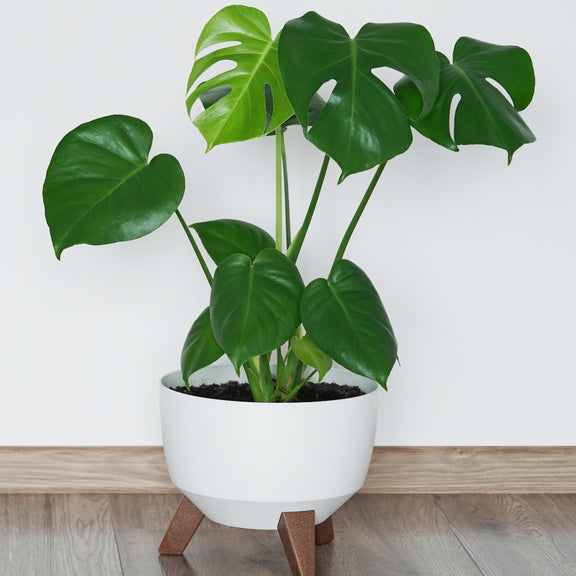 monstera deliciosa infojardin Deliciosa Monstera