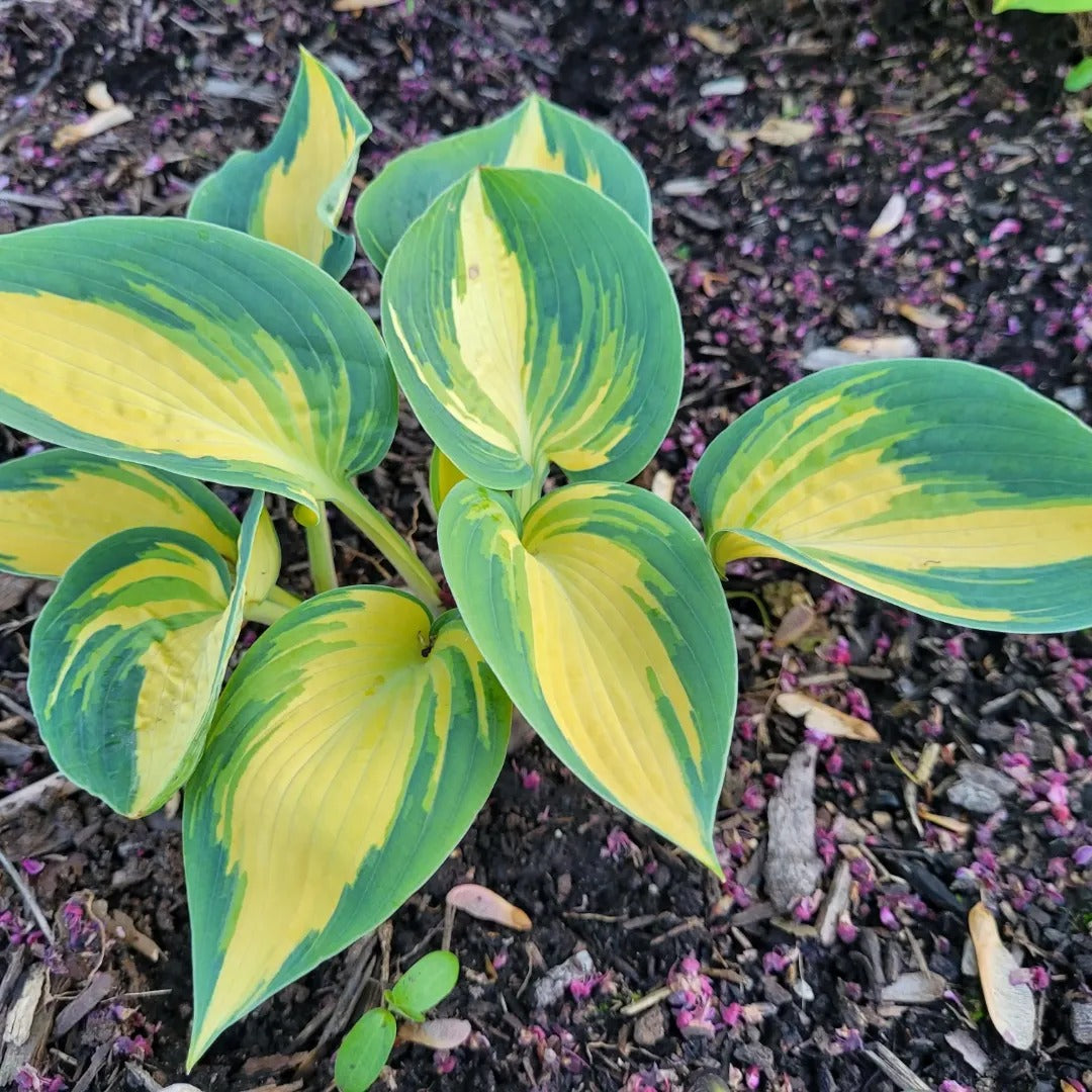 Magic Fire Hosta Hosta – Wild & Son