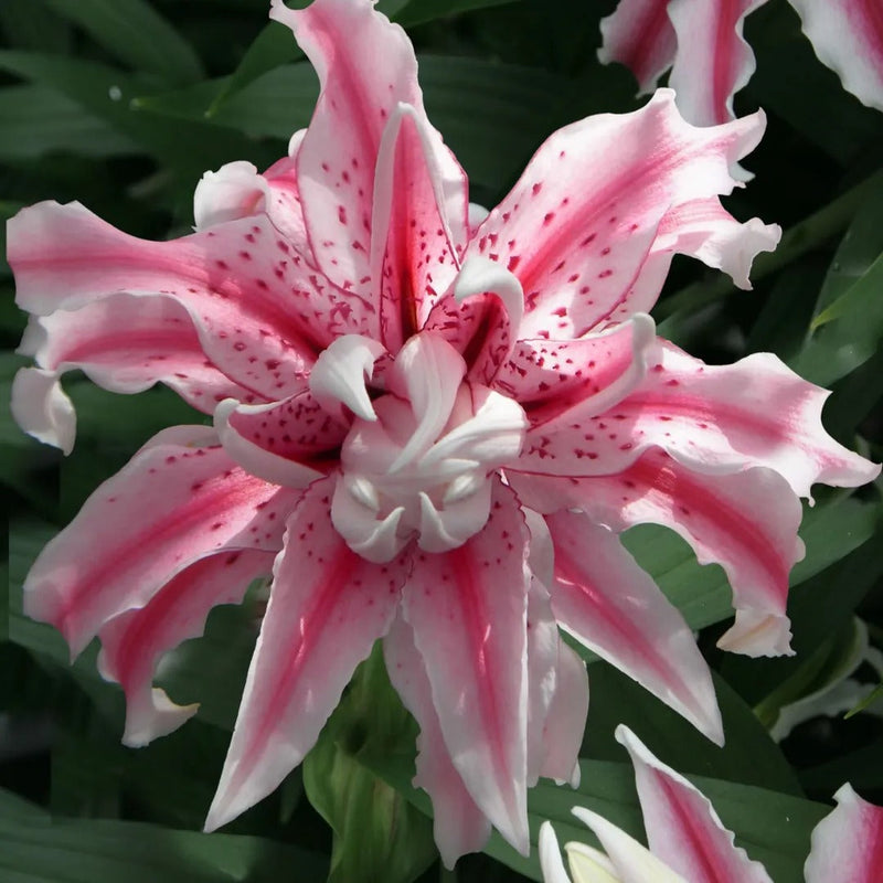 Oriental Lily Collection