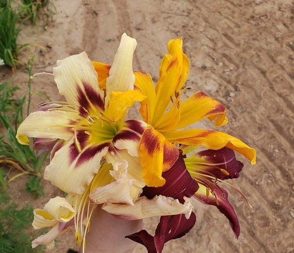 spider daylily plants Mahieu Mixed Spider Daylily (2 for 1)