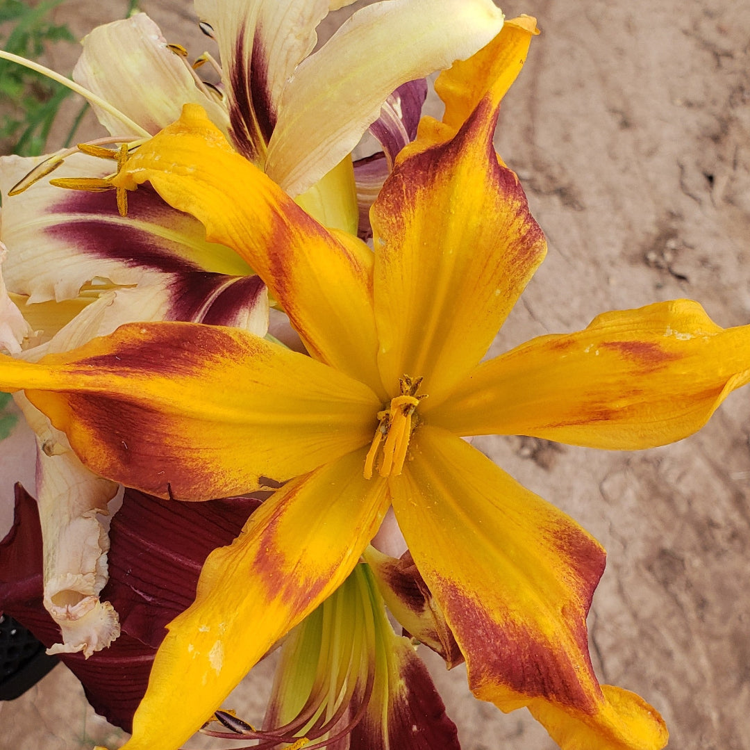 Premium Daylily Pack - 12 each