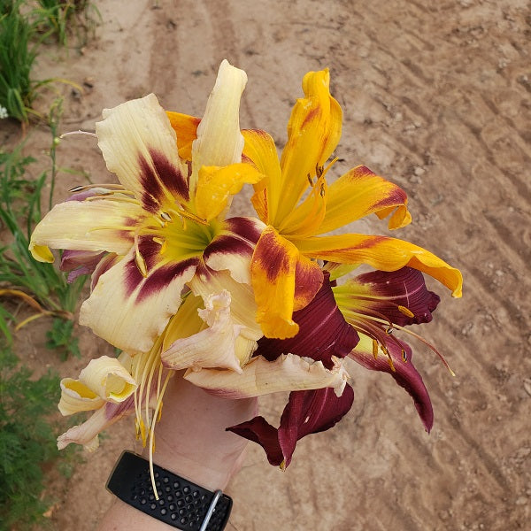 Premium Daylily Pack - 24 each
