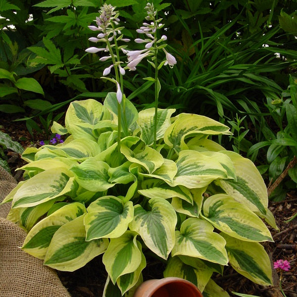 Mama Mia - Medium Hosta