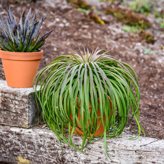 Bad Hair Day Mangave