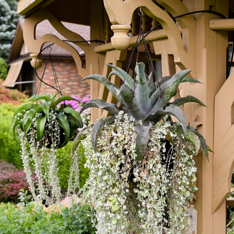 Catch a Wave Mangave