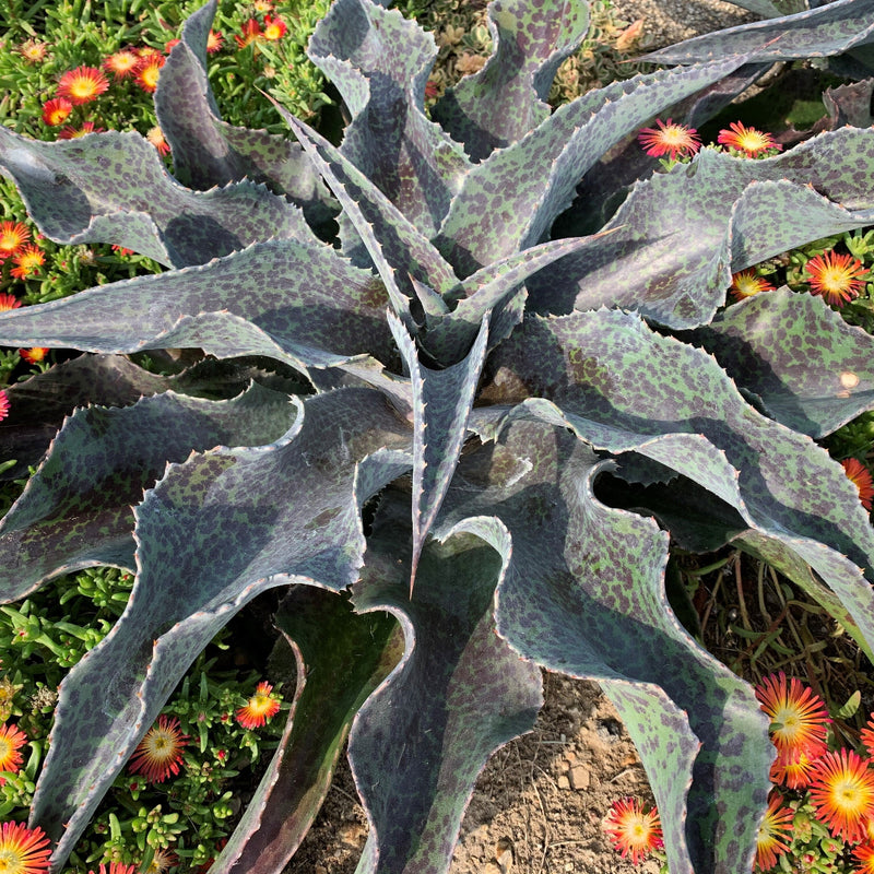 Catch a Wave Mangave