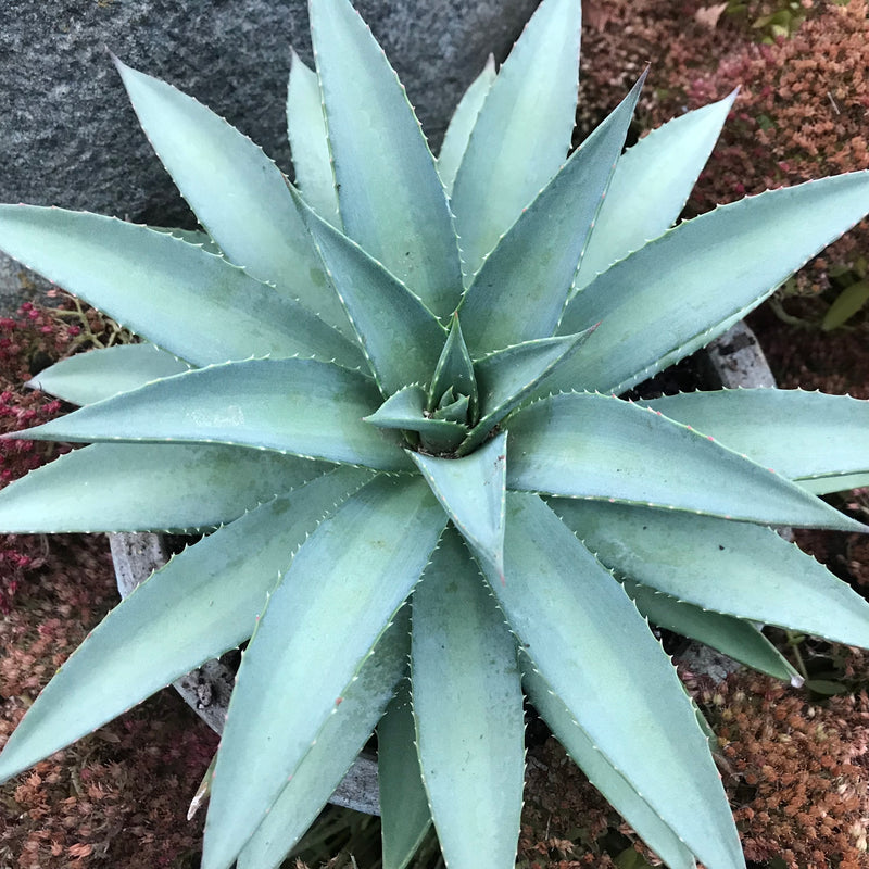 Frosted Elegance Mangave