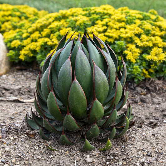 Praying Hands Mangave