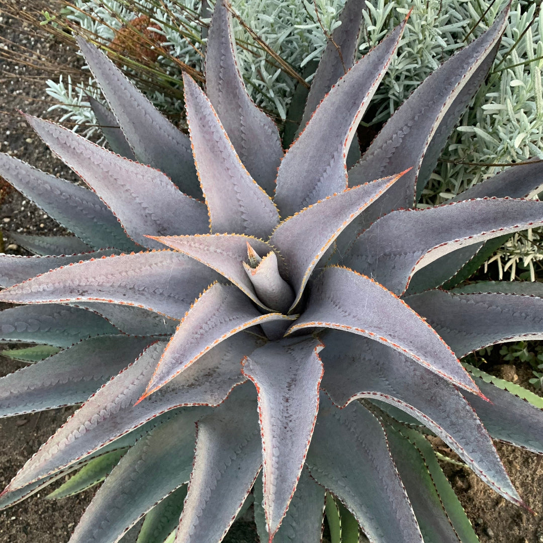 Purple People Eater Mangave – Wild & Son