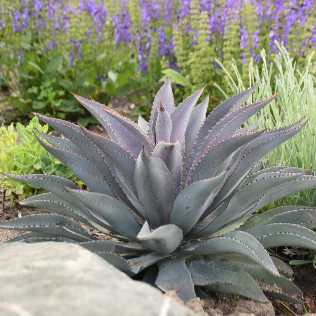 soulabo AGAVE-ML4［purple-X］ Purple People Eater Mangave – Wild & Son