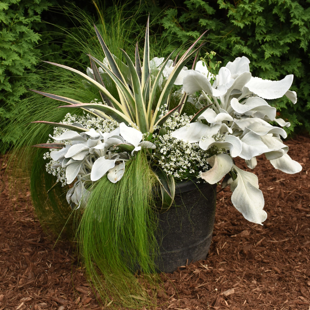 snow leopard hanging planter Snow Leopard Mangave – Wild & Son
