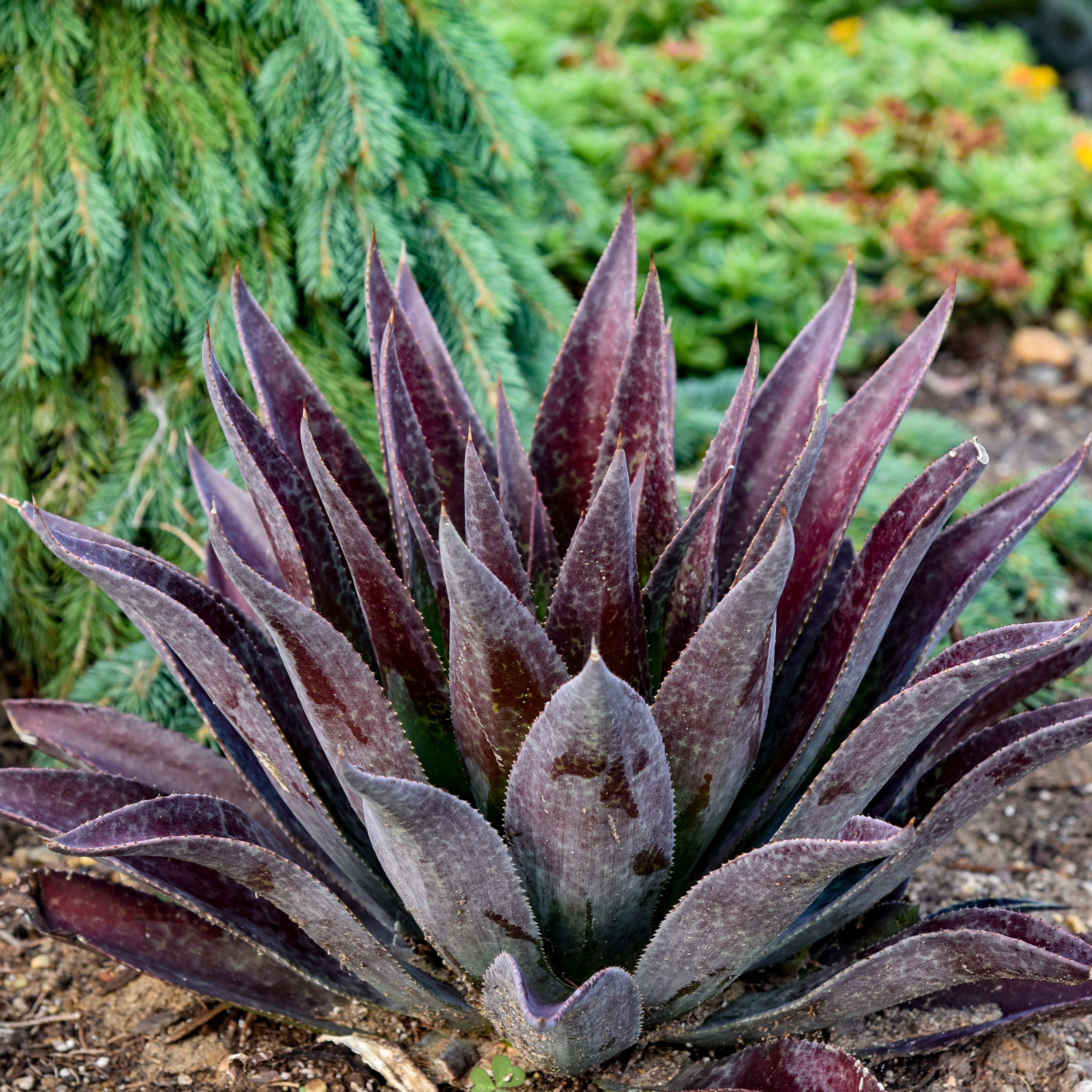 All Available Plants – Wild & Son