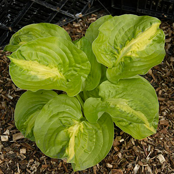 Mango Tango - Tall Hosta